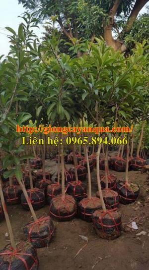 Chuyên cung cấp Cây Hồng xiêm choai, hồng xiêm xoài choai, hồng xiêm trưởng thành - cây chất lượng cao