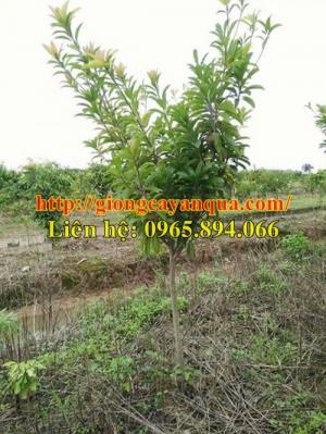 Chuyên cung cấp Cây Hồng xiêm choai, hồng xiêm xoài choai, hồng xiêm trưởng thành - cây chất lượng cao