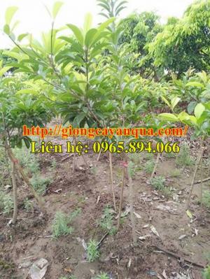 Chuyên cung cấp Cây Hồng xiêm choai, hồng xiêm xoài choai, hồng xiêm trưởng thành - cây chất lượng cao