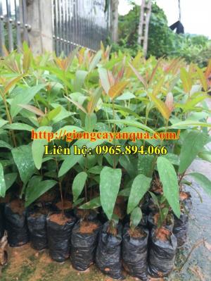 Cung cấp giống bạch đàn, bạch đàn mô u6, giống bạch đàn mô - cây giống chất lượng