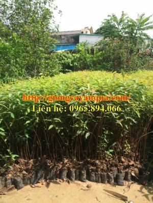 Cung cấp giống bạch đàn, bạch đàn mô u6, giống bạch đàn mô - cây giống chất lượng