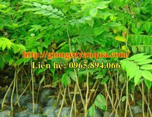 Cung cấp giống cây sưa đỏ, cây sưa đỏ lấy gỗ, giống sưa đỏ - Đại học Nông nghiệp 1