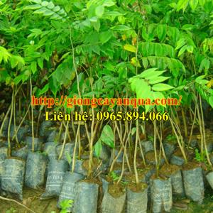 Cung cấp giống cây sưa đỏ, cây sưa đỏ lấy gỗ, giống sưa đỏ - Đại học Nông nghiệp 1