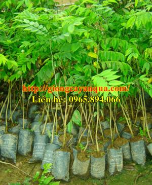 Cung cấp giống cây sưa đỏ, cây sưa đỏ lấy gỗ, giống sưa đỏ - Đại học Nông nghiệp 1