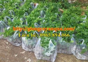 Cung cấp giống sưa trắng, cây giống sưa trắng, cây sưa công trình - Đại học Nông nghiệp 1 Hà Nội