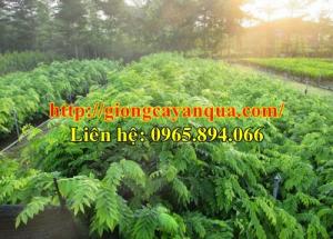 Cung cấp giống sưa trắng, cây giống sưa trắng, cây sưa công trình - Đại học Nông nghiệp 1 Hà Nội