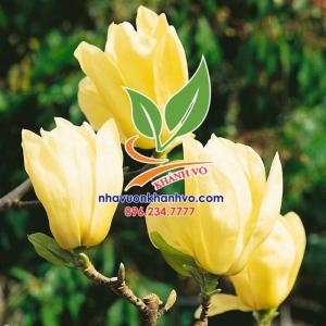 Nhanh Tay sở hữu hoa mộc lan đẹp đến xiêu lòng