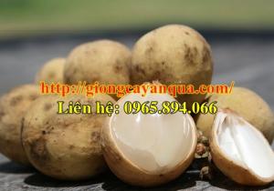 Cung cấp cây giống dâu da, cây giống bòn bon, giống dâu da đất - Đại học Nông nghiệp 1