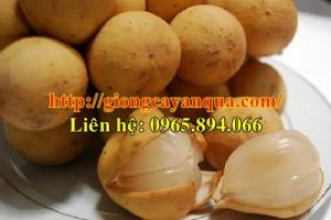 Cung cấp cây giống dâu da, cây giống bòn bon, giống dâu da đất - Đại học Nông nghiệp 1