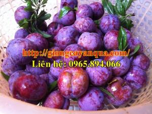 Cung cấp giống mận hậu - cây giống chất lượng - Đại học Nông nghiệp 1