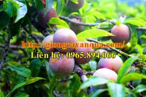 Cây giống mận tam hoa, giống mận tam hoa - Đại học Nông nghiệp 1 Hà Nội