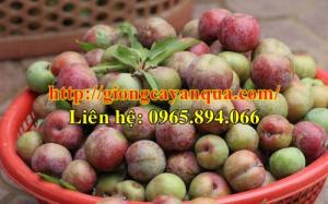 Cây giống mận tam hoa, giống mận tam hoa - Đại học Nông nghiệp 1 Hà Nội