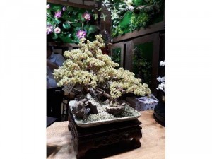 Bán cây cảnh phong thủy