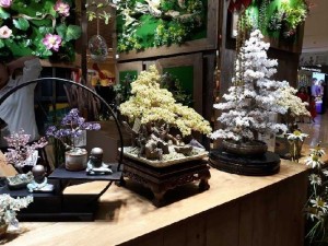 Bán cây cảnh phong thủy