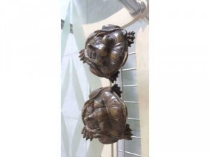 Bình bát tiên và thiềm thú 3 chân