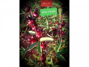 Atiso đỏ sấy dẻo 200g