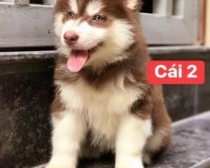 Alaska nâu đỏ đậm lai husky 2 tháng