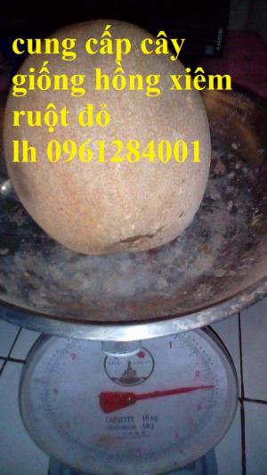 Hồng xiêm ruột đỏ - hồng xiêm Thái Lan, cây giống mới nhập khẩu chất lượng cao