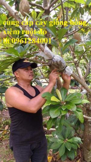 Hồng xiêm ruột đỏ - hồng xiêm Thái Lan, cây giống mới nhập khẩu chất lượng cao