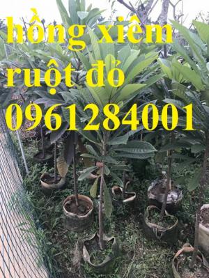 Hồng xiêm ruột đỏ - hồng xiêm Thái Lan, cây giống mới nhập khẩu chất lượng cao