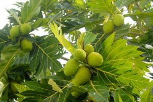 Cung cấp cây sa kê chiết cây giống cho quả giống trái mít. giống chuẩn cung cấp toàn quốc.
