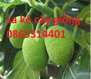 Cung cấp cây sa kê chiết cây giống cho quả giống trái mít. giống chuẩn cung cấp toàn quốc.
