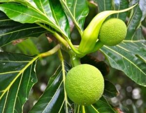 Cung cấp cây sa kê chiết cây giống cho quả giống trái mít. giống chuẩn cung cấp toàn quốc.