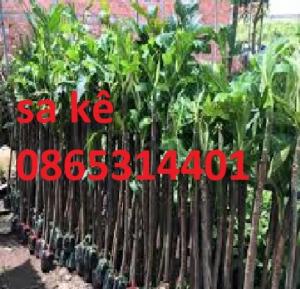 Cung cấp cây sa kê chiết cây giống cho quả giống trái mít. giống chuẩn cung cấp toàn quốc.