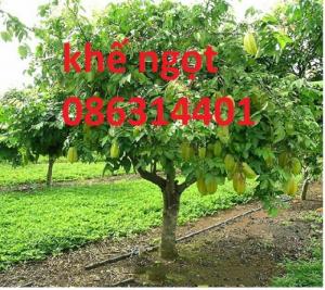Giống cây khế ngọt, giống cây cho trái ăn thanh nhiệt và rất ngon,