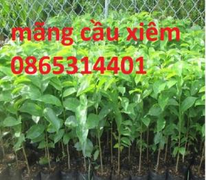 Giống cây mãng cầu xiêm ghép, mãng cầu xiêm hạt, mãng cầu xiêm cây giống chuẩn.