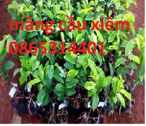 Giống cây mãng cầu xiêm ghép, mãng cầu xiêm hạt, mãng cầu xiêm cây giống chuẩn.