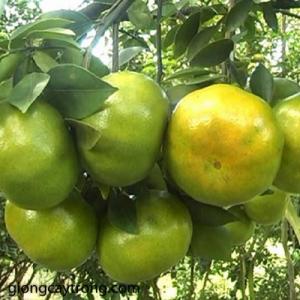 Giống quýt đường thái lan, cây giống ghép sinh trưởng nhanh, trái nhỏ ăn ngọt.