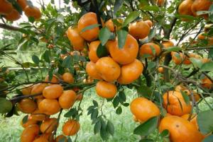 Giống quýt đường thái lan, cây giống ghép sinh trưởng nhanh, trái nhỏ ăn ngọt.