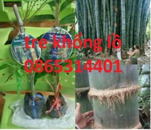 Giống tre khổng lồ thái, cây to, măng to phát triển nhanh,