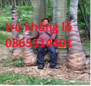Giống tre khổng lồ thái, cây to, măng to phát triển nhanh,