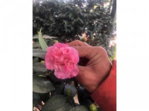 Trà mi lớn 1,5 mét tán to tròn