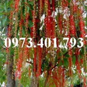 Cây giống lộc vừng