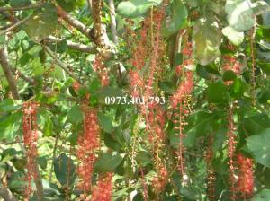 Cây giống lộc vừng