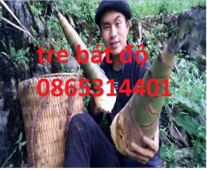 Tre bát độ cây giống, thích hợp với mọi môi trường khí hậu, thích hợp trồng kinh tế.