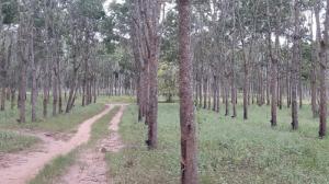 BÁN VƯỜN CAO SU 120HA TẠI ĐỒNG PHÚ- BÌNH PHƯỚC 120 TỶ