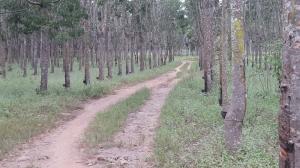 BÁN VƯỜN CAO SU 120HA TẠI ĐỒNG PHÚ- BÌNH PHƯỚC 120 TỶ