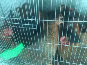 Gà ta thả vườn