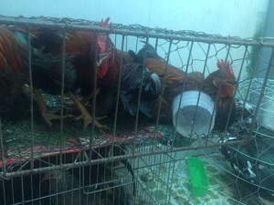 Gà ta thả vườn