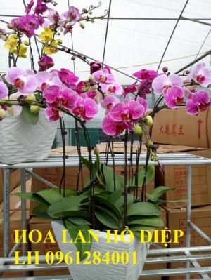 Cung cấp hoa lan hồ điệp chơi tết, hàng loại 1, số lượng lớn, giao hàng toàn quốc