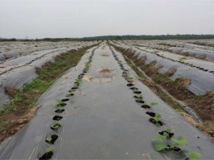 Hạt giống Ngưu Bàng, quy trình kỹ thuật trồng ngưu bàng.
