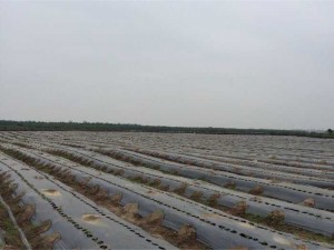 Hạt giống Ngưu Bàng, quy trình kỹ thuật trồng ngưu bàng.
