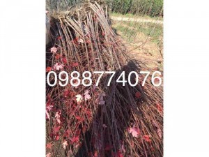 Bán cây phong lá đỏ, giống cây phong lá đỏ.