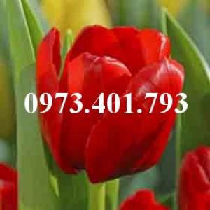 Cây hoa tulip màu đỏ cờ