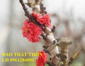 Đào thất thốn - đào tiến vua, hoa đào chơi tết, hoa đào, hoa tết 2019