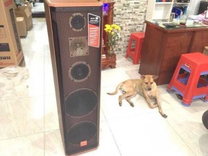 Loa jbl 2t5